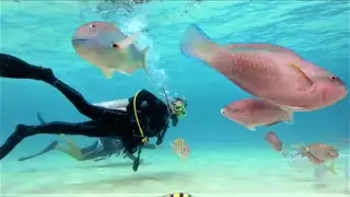 How Are Marine Ecosystems Evidence of Intelligent Design? - Dr. Robert Carter