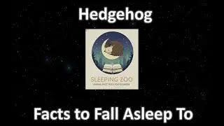 Hedgehog: The Spiny Wanderer's Quiet Night, Facts to Fall Asleep To (Calm Sleep Narration)