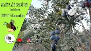 Tatilde Zeytin Toplayıp Yağımızı Çıkardık | Osmaniye Kırmacılı Köyü |DjiMini SE