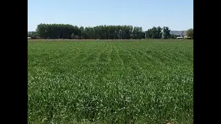 Wheat steady Bumper crop?
