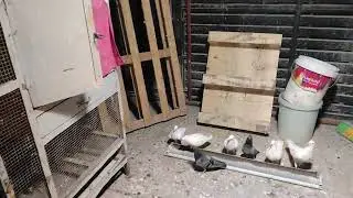 Sinawing palad yung kulay gray natin na kalapati. #pigeon raiser#shortvideo #dohaqatar 