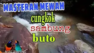masteran cucak cungkok sambung tengkek buto, ngekek panjang jernih suara kasar 2022