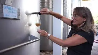 ¿Cómo se elabora el cava? - primeros pasos
