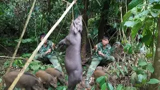 Tracking Wild Boar, Picking Snails & Catching Crabs | Giant Boar Trapped in the Wild