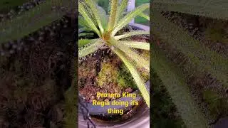 Insect landed in the wrong place. Drosera King Regia doing it's job