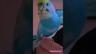 Budgies vs. The Great Indoors - The Epic Escape!