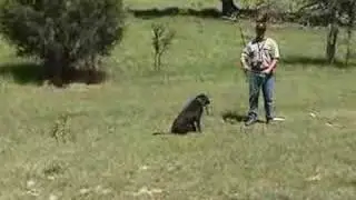 Heritage Kennels &mdash; от младшего к старшему &mdash; Force to Pile