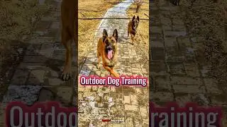 Outdoor Dog Training: Boost Your Dog&rsquo;s Skills in the Great Outdoors #dog #dogtraining #k9 #dogskills