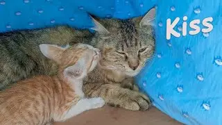 Tiny Rescue Kitten Gets Jealous When Foster Mom Cat Loves Another Orphan 😿 ~ The Poor Kitten Rescue