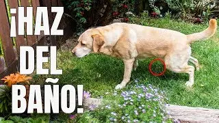 Como Enseñar a un PERRO a Ir al BAÑO donde QUIERAS - 100% EFECTIVO
