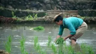 China: Growing rice, raising fish for food and livelihood security