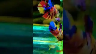 aweome fish #halfmoon #bettafish #cupang #halfmoonbettafish #cupanghias #multicolor #warnawarni