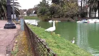 Patos - Nicole Descoueyte