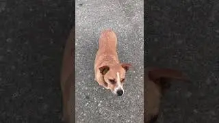 Why dogs feel good people..#shorts