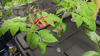 Natural nutrients vs conventional nutrients in a aerated hydroponic system. Which one did better?