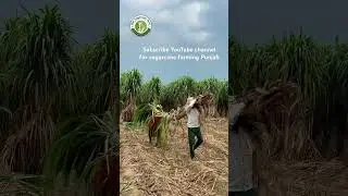 Sugarcane variety copb95 #riar_sugarcane_farm  #farming #copb95