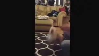 Burtie the pug gets excited when we get home - Funny Pug Video