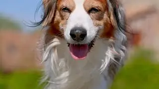 Hegi aus Hundeaugen: Riley zeigt dir sein Schloss!