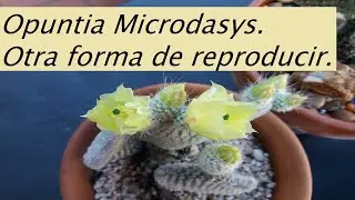 Opuntia Microdasys Albispina. Oreja de Mickey. Dos formas de reproducción. #suculentas #cactus