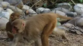 尼泊爾恆河猴 Rhesus macaque ( 𝙈𝙖𝙘𝙖𝙘𝙖 𝙢𝙪𝙡𝙖𝙩𝙩𝙖)