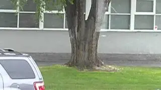 squirrel and crow playing