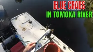 Лов синего краба в реке Томока