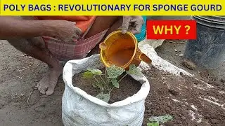 Why are Poly Bags Revolutionary  for Sponge Gourd Cultivation