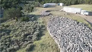Millions of Sheep EXPORTED Worldwide on MASSIVE Ships!