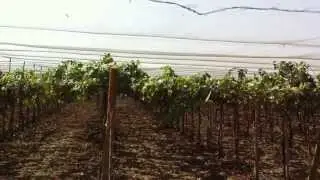 DEMO PULVERIZADOR JACTO MOD. ARBUS 2000 UVA - ICA - PERU