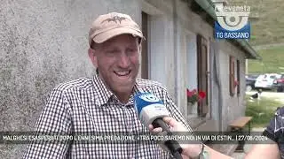 MALGHESI ESASPERATI DOPO L'ENNESIMA PREDAZIONE: &laquo;TRA POCO SAREMO NOI IN VIA DI ESTIN... | 27/08/2024