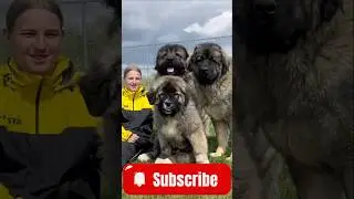 Pastor del C&aacute;ucaso #caucaso #caucasianshepherddog #caucasianovcharka