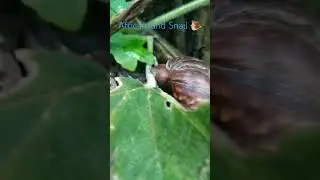 Giant African land snail #snail #african