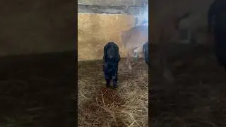 Ягнятам две недели #sheepfarming  #sheep #lamb #гиссар #овцы #ферма