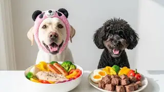 Cute Dogs Enjoying Chicken, Beef & Veggies | Dog Food ASMR|Korean Dog 
