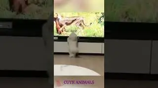 A dog that imitates from admiration for wild beasts  #shorts #cuteanimals #funnyvideo #animal