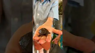 Happy World Turtle Day!