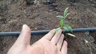 ¿A los cuantos días después de sembrar TOMATE debo Fertilizar.