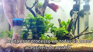 Como fazer a sifonagem no aqu&aacute;rio corretamente