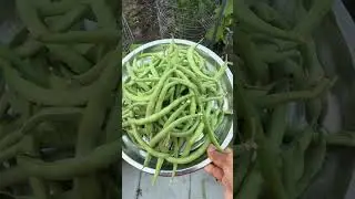 Garden gossips #mydiystyle #vlog #home #plants #garden #subscribe
