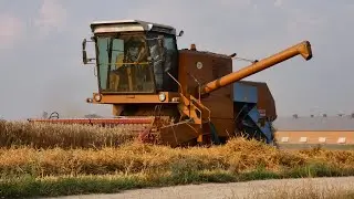 Żniwa 2021 | BIZON Z056 | Kubota M95GX-IV | Wielkopolska