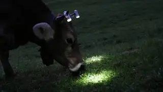 Hornkuh Initiative || Warum die Kuh Hoerner braucht - Lampen