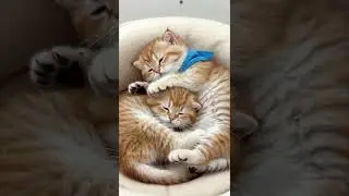 Pure Cat Love: Heartwarming Moments of Affection! 🥰 #CatLove #CuteKittens