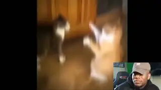 Mr Bombastic YouTube video