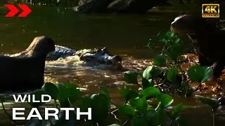 Amazon River Giant Otter attacks Caiman [4K] WILD Earth