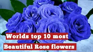Worlds top 10 most beautiful roses flowers | sky world