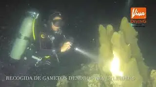 Dendrogyra cylindrus. Recogida de gametos. Spawning