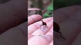 Giraffe weevils have necks longer than their bodies for fighting mates. #insects #giraffeweevils