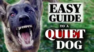 How to STOP Your Dog’s Nonstop Barking