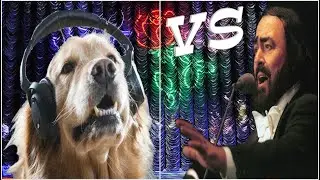 Sfida canora | spaventa Pavarotti | Golden retriever | Nessun Dorma