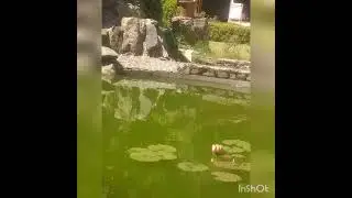 Resort Reels
